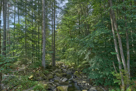 Gemeinde Waldkirchen Landkreis Freyung-Grafenau Saußbachklamm (Dirschl Johann) Deutschland FRG